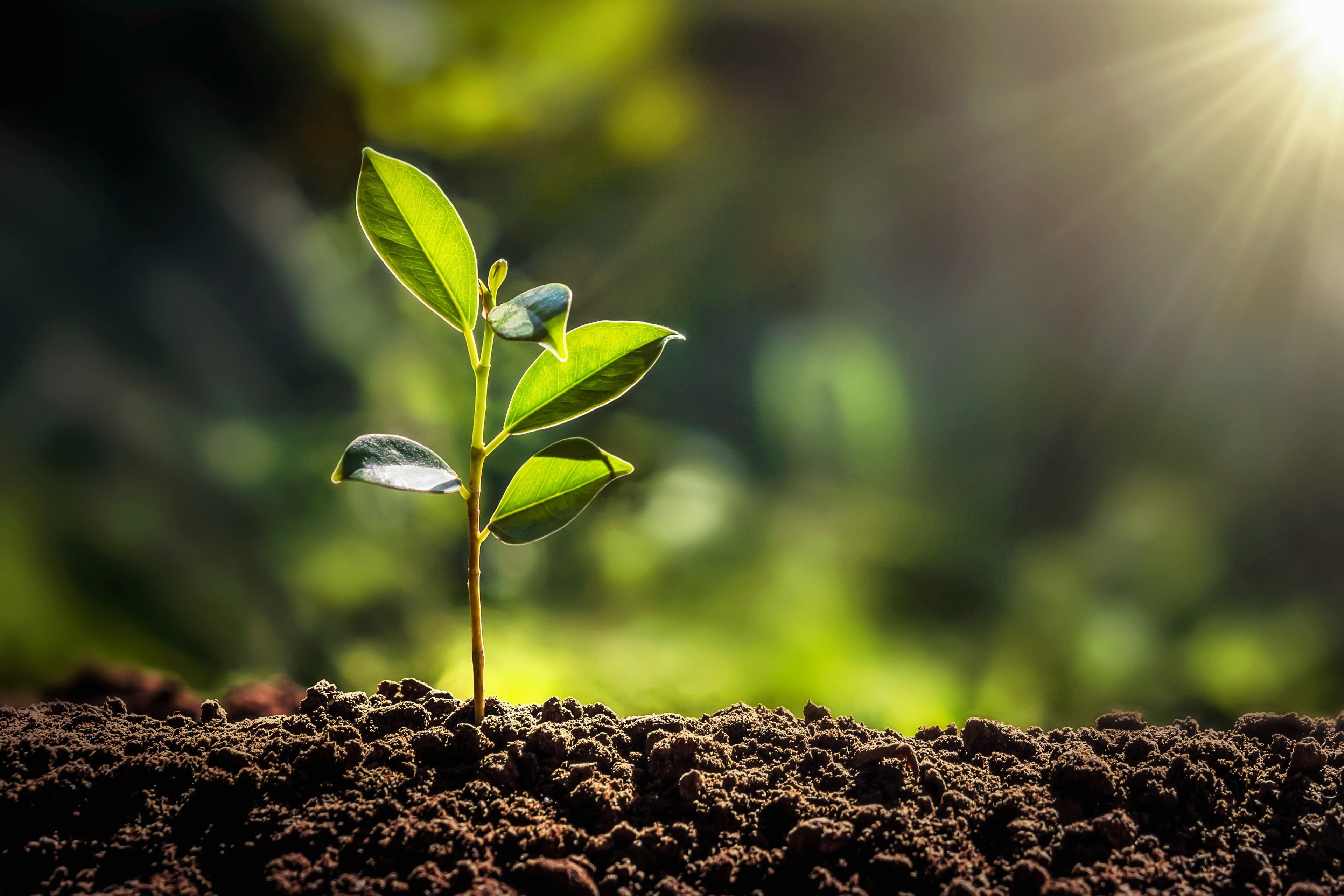 AdobeStock_308429734.jpeg__PID:a10db91e-a78c-481b-8186-b7376228cc52